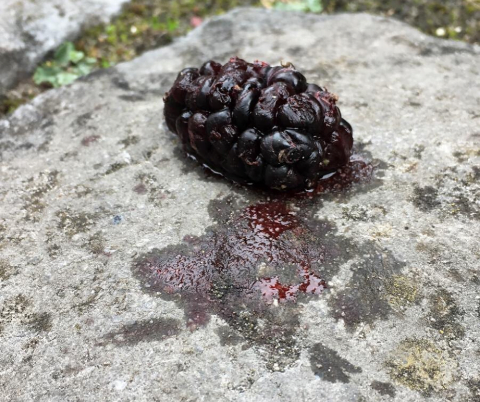 Vruchten van een bijzondere boom